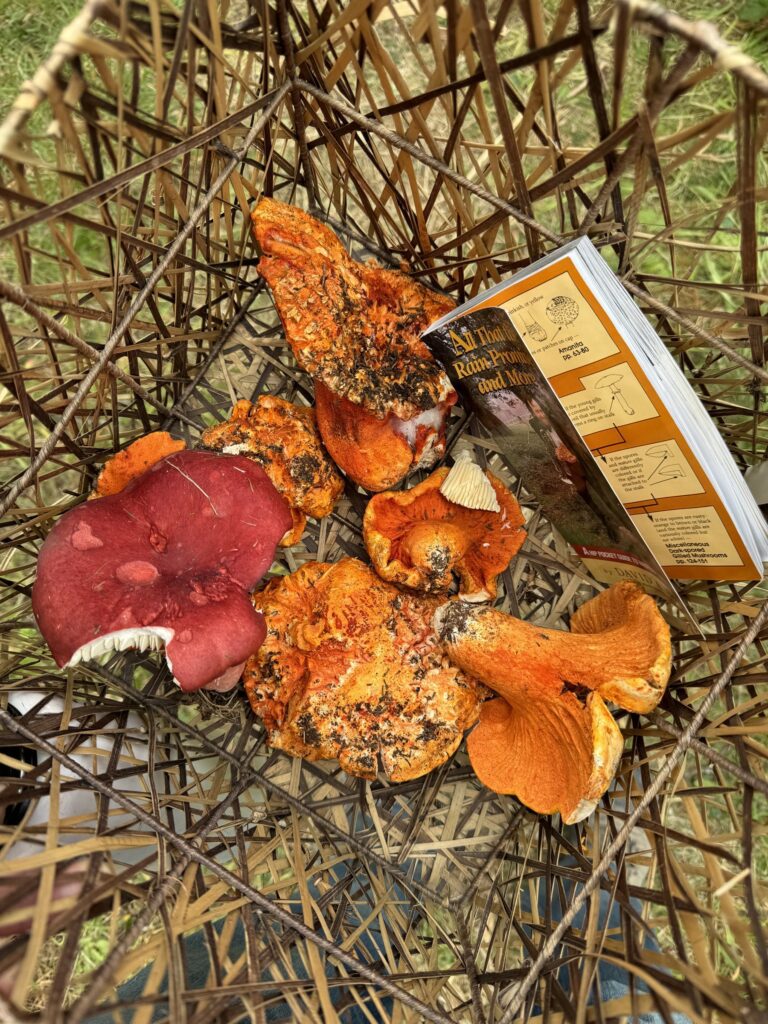 A basket holding four lobster mushrooms, each a completely different shape, beside a pocket field guide and a red-capped russula