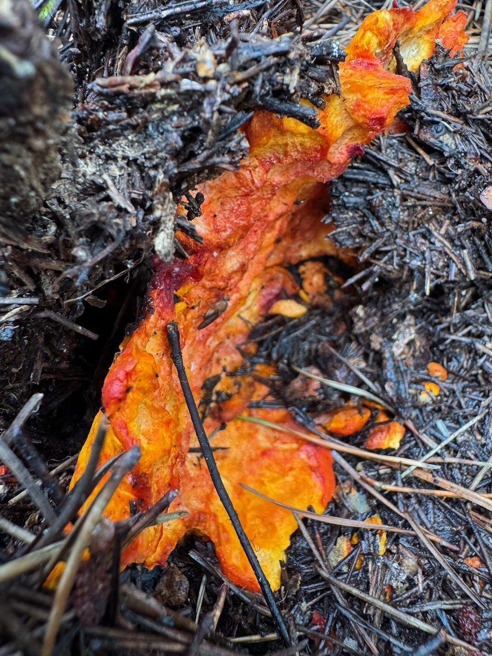 A lobster mushroom broken into scattered orange fragments on the forest floor, eaten by insects