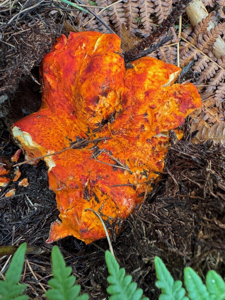 A bright orange lobster mushroom pushing up through pine needles and fern on the forest floor