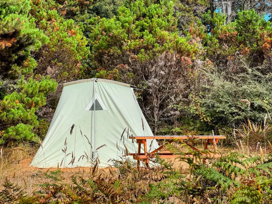 A canvas tent tucked into thick green coastal forest