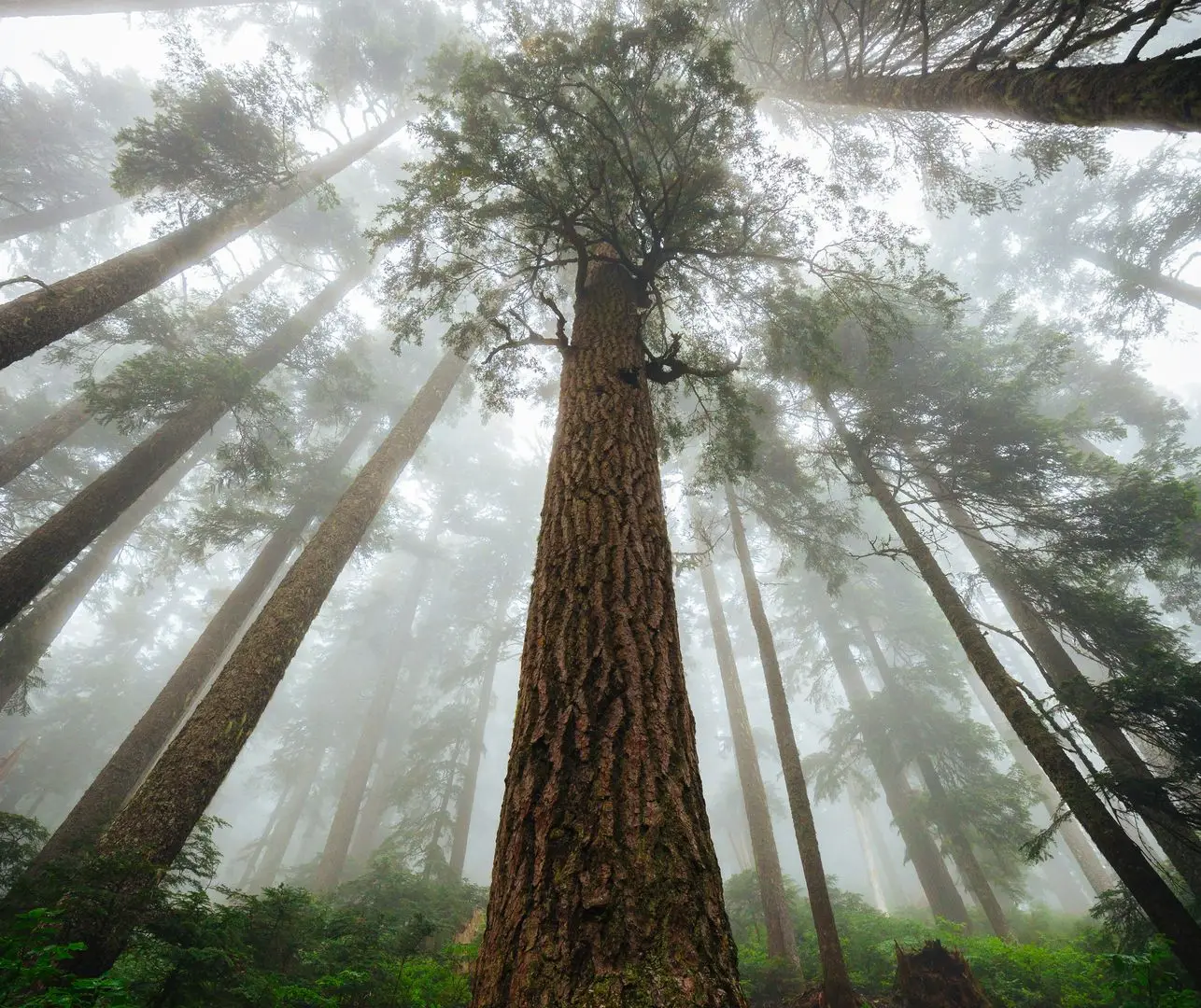 Looking up into a forest canopy with fog moving through the trees