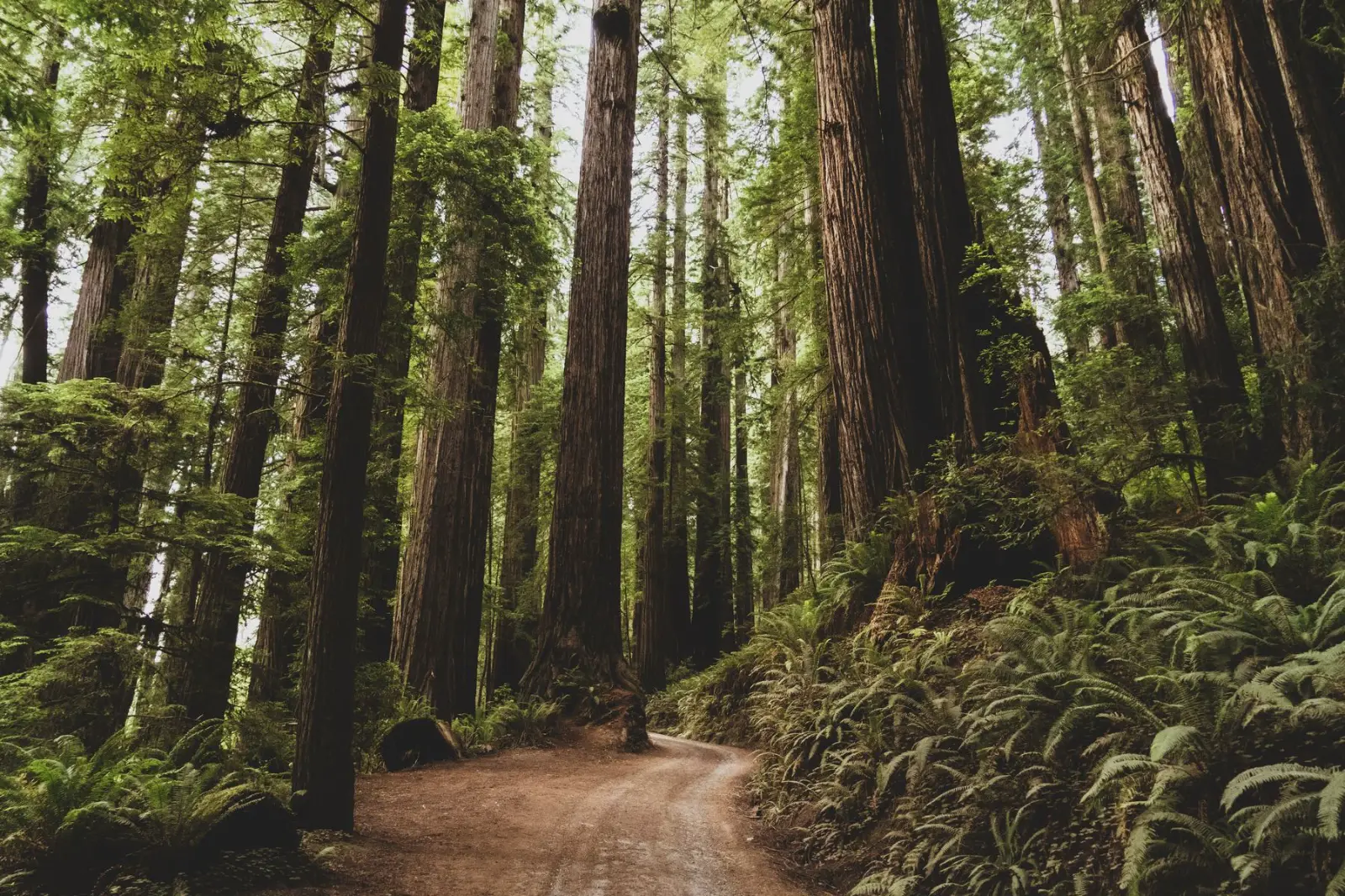 A trail running through tall coastal forest and ferns